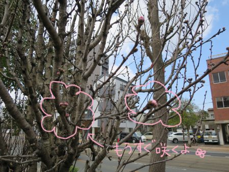 ▲会社の桃の花もピンクの蕾がふっくらしています