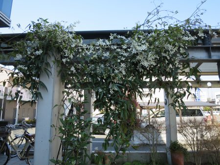 ▲ポーチに植えた鉄仙（テッセン）も白い花を咲かせています