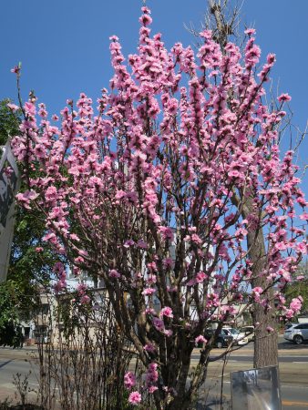 ▲この花が咲くと本格的に春が来たなと実感します