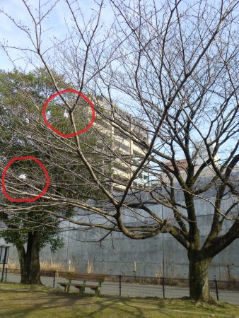 ?まだ寒々しい姿ですが、公園内でもひときわ大きな桜の木。そこに白いものが２つ…？