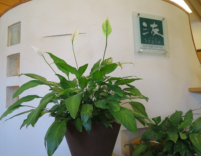 スパティフィラム開花 工務店な日々 三友工務店