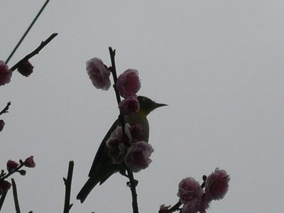 20110318_02.jpg